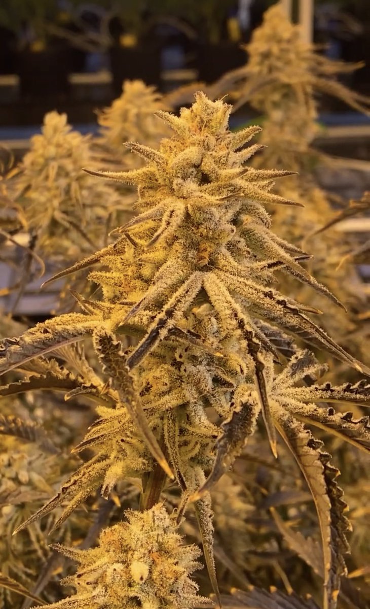 HypnoticFarms's tweet photo. Got trichomes? This hash maker is Platinum Gucci “The Trich Nuke” bred by @RocBud and pheno hunted by us. #Oklahoma #Mmemberville #420community #cannabisculture #Weedmob #WeedLovers https://t.co/E6S0uonEjW