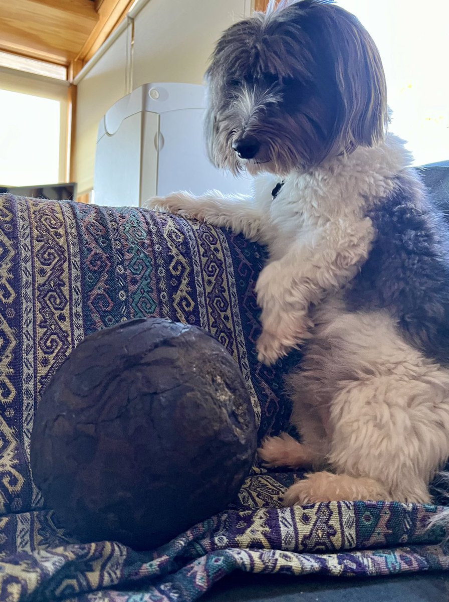 Dr. Maureen Raymo tweet media