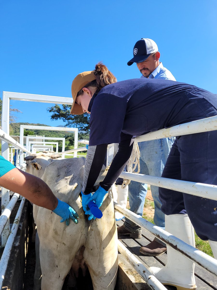 We concluded the #Reproduction course for Vet students from <a href="/DCAI_CUAltos/">División de Ciencias Agropecuarias e Ingenierías</a> <a href="/CUAltos/">CUAltos UdeG</a>. Please, give the best wishes for this awesome group!