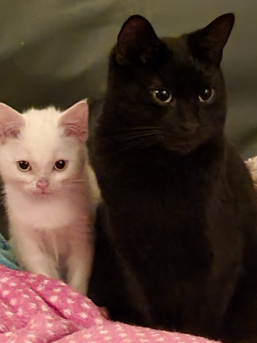 Steven Barry Ratty tweet media