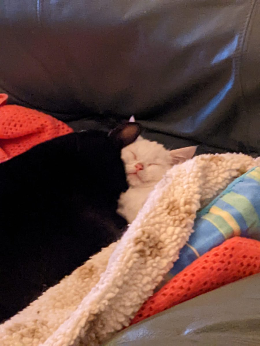 Steven Barry Ratty tweet media