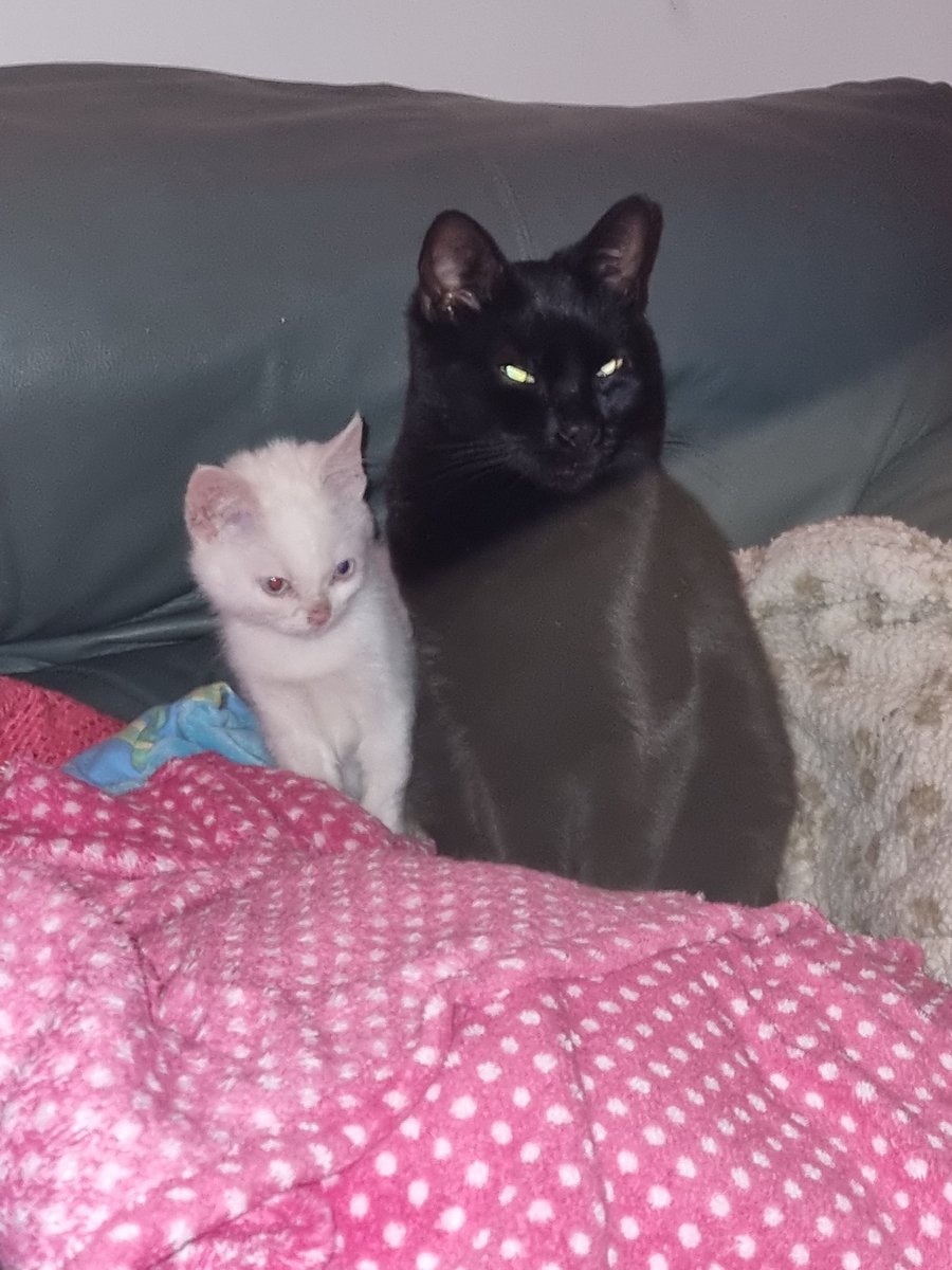 Steven Barry Ratty tweet media