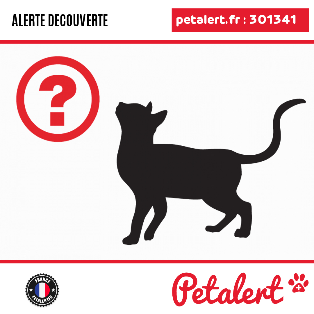 Trouvé #Chat #PyreneesAtlantiques #SaintPalais #Petalert  #PetAlert64 / p3t.co/w7GG2