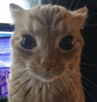 Manuel Buitenhuis tweet media