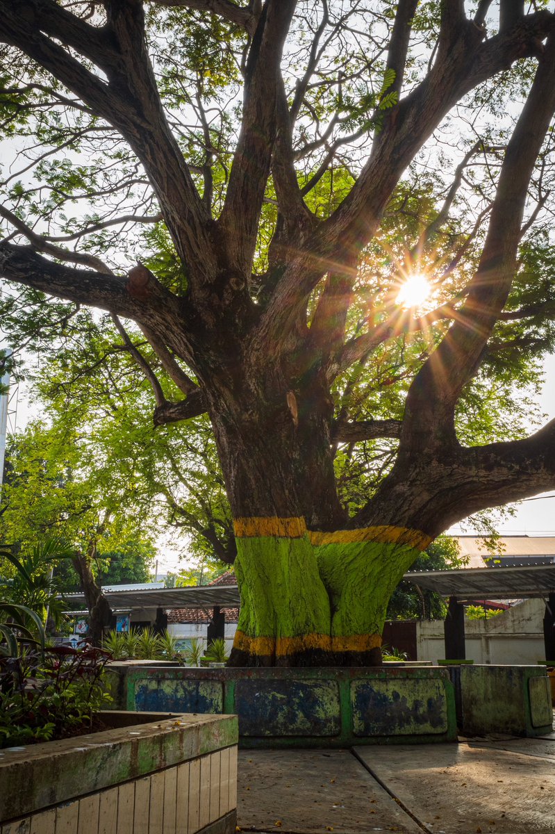 DPR, Di bawah Pohon Rindang

<a href="/OrangRembang/">Orang Rembang</a> 
@VisitRembang 

#NaturePhotography 
#streetphotography 
#travelphotochallenge 
#fridaymorning 
#photography
