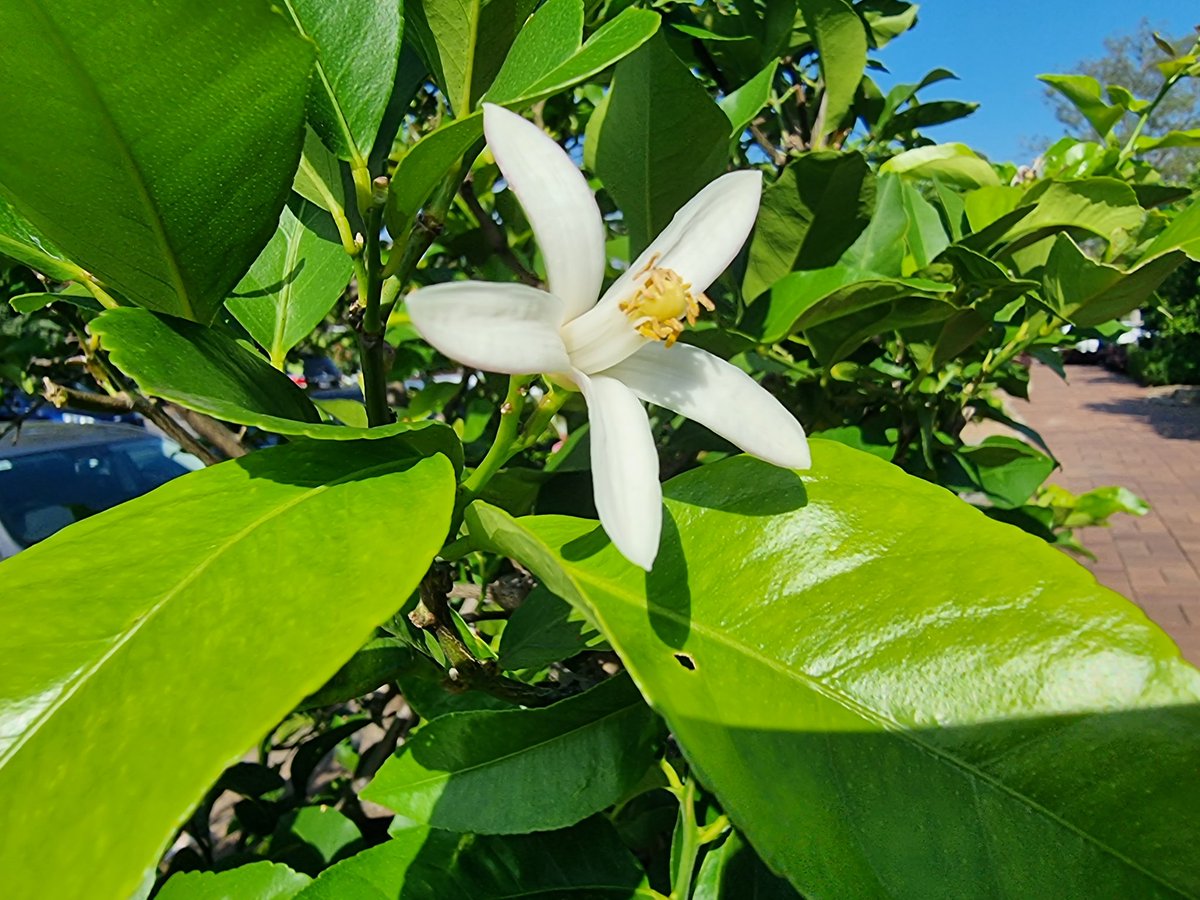 silentdipen44's tweet photo. Citrus flowering in QLD 🍊🍋 https://t.co/XoJU62QHDo