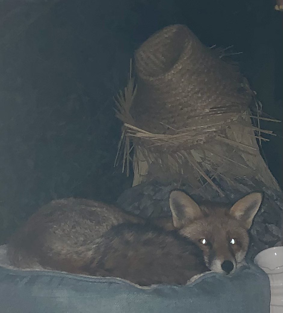 DemeRossLiss's tweet photo. I’m sure the cats’ bed is damp. Frankie looks cosy there though this evening.
https://t.co/39e2RsCFNe https://t.co/3Vuu6LyY9f