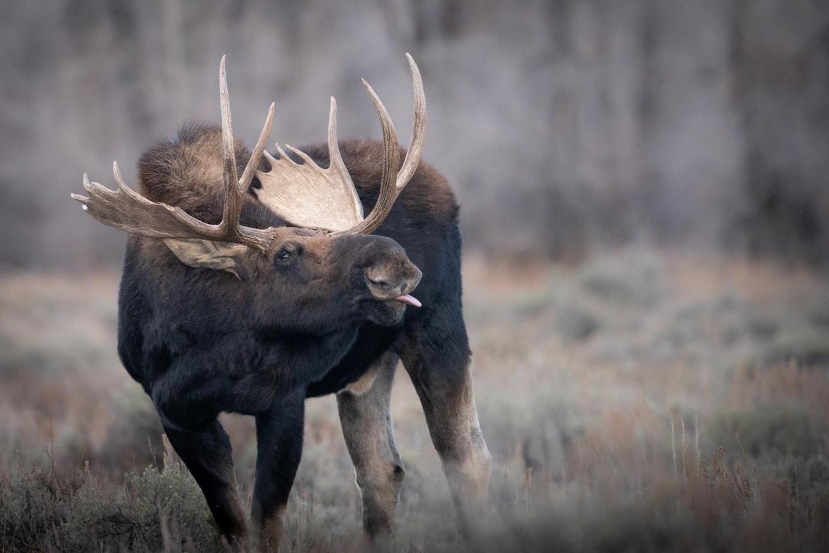 Never catch snowflakes with your tongue until all the birds have flown south. ❄️ Snow joke. Follow us for more winter tips! Image: Moose with tongue sticking out takes a chance at @GrandTetonNPS. Magical. NPS/C. Adams