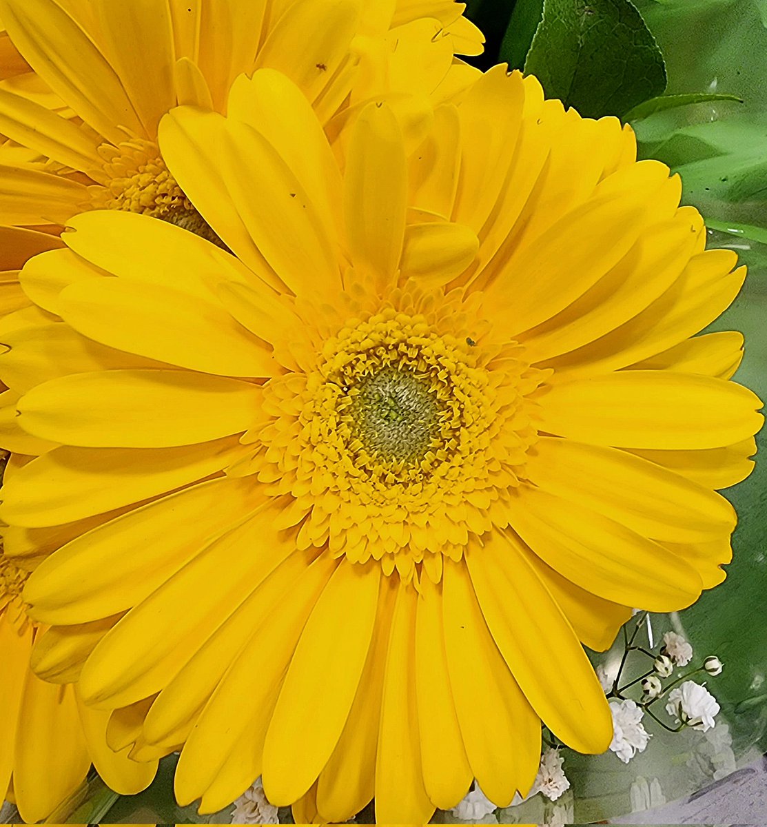 mymiscsocialmed's tweet photo. There is a little happy flower
#Yellowflowerphoto #flowerphotos
#yellowflowers https://t.co/fCXNqcaNDO