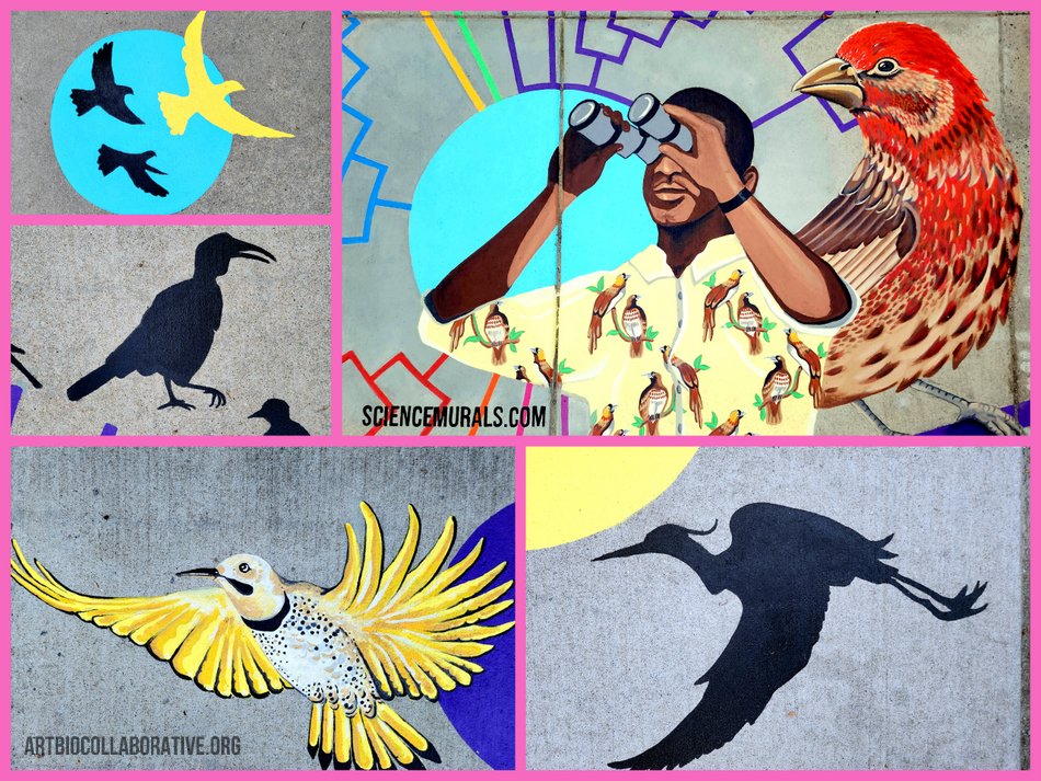 ArtBioCollab's tweet image. 🪶A few highlights of our #Ornithology #ScienceMural. 🙌🏾Celebrating bird evolution, bird biodiversity, and birding. #ScienceMurals = Communicating Science via #PublicArt #SciComm