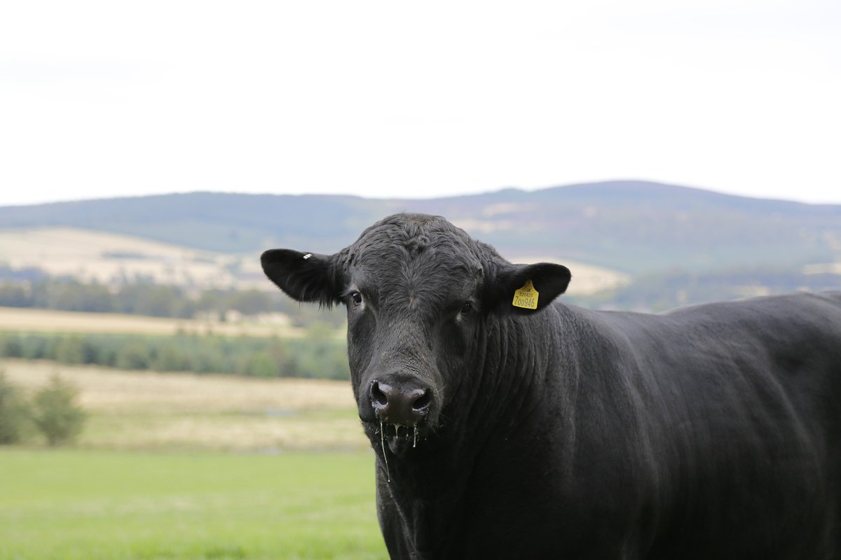 A number of major enhancements were implemented in the December 2022 Single-Step #BREEDPLAN analysis as provided to <a href="/angusaustralia/">Angus Australia</a> and Angus New Zealand. Read more here: bit.ly/3PgJEBw