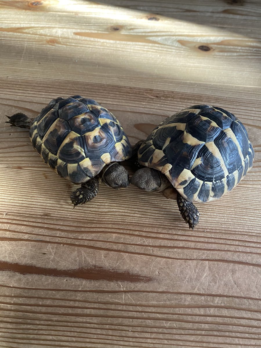 NICO25one1's tweet photo. 今日のカメさん🐢
左: 先輩🐢ヨモギ 180g
右: 後��🐢ゴマ 252g
最近ヨモギさんの餌喰いが悪くあまり成長してない😢
ちょっと心配だなぁ
#リクガメ
#ヘルマン
#ニシヘルマン https://t.co/xS73Lxxz8l