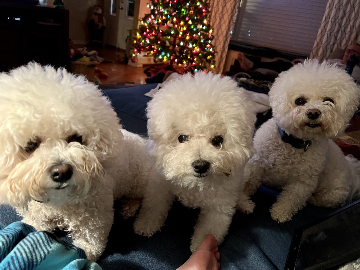 Humom is suddenly remembering why she stopped eating dinner on the couch 🤣 #WheresWinky #bichonfrise