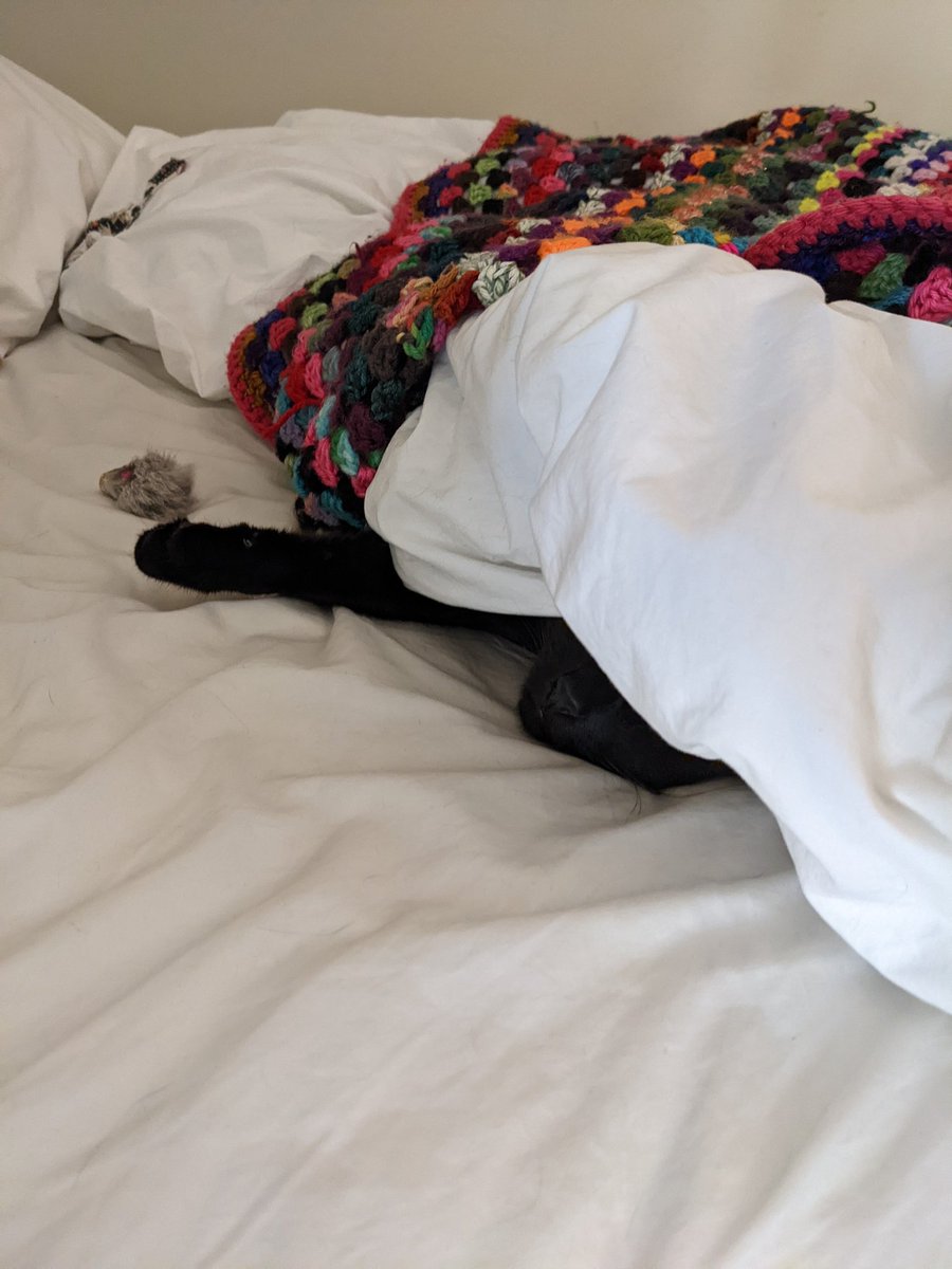 DeaconTheCat's tweet photo. Zzzz https://t.co/iXaHuQUr5j