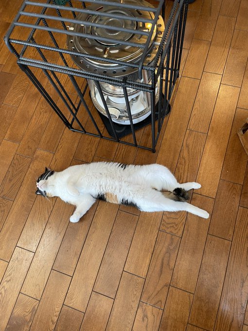 「寝そべり 白い猫」のTwitter画像/イラスト(新着)｜4ページ目