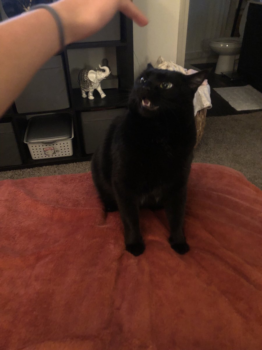 graceeeroseee's tweet photo. @weirdlilguys Queen Boo https://t.co/e4kExGg6k4