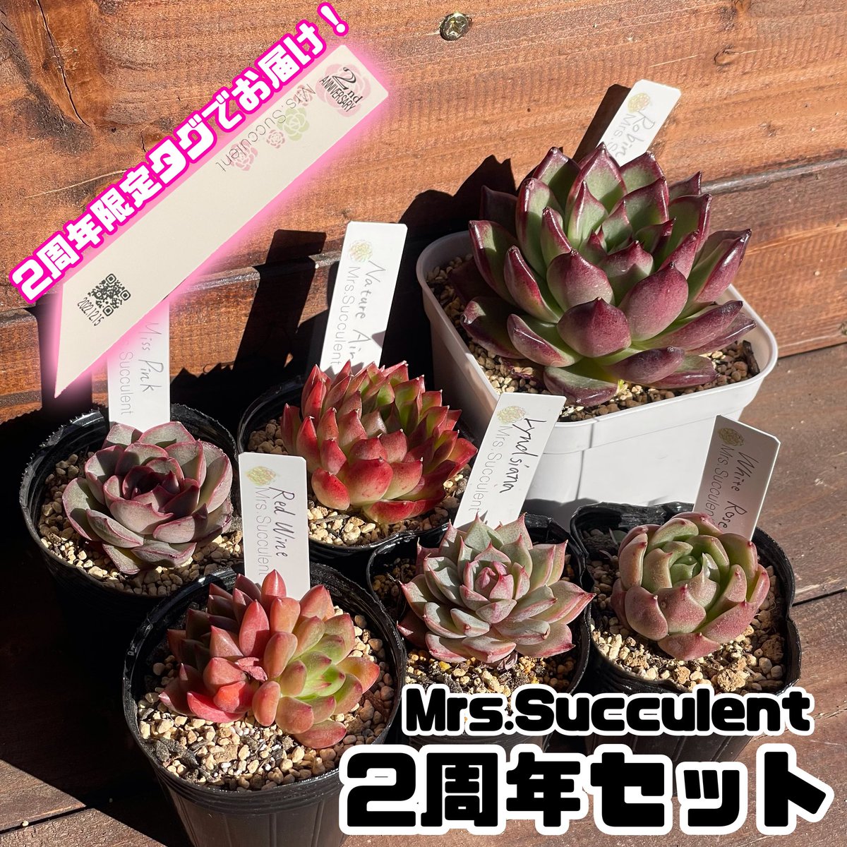 正規品販売! 多肉植物 カット苗 Narure Air