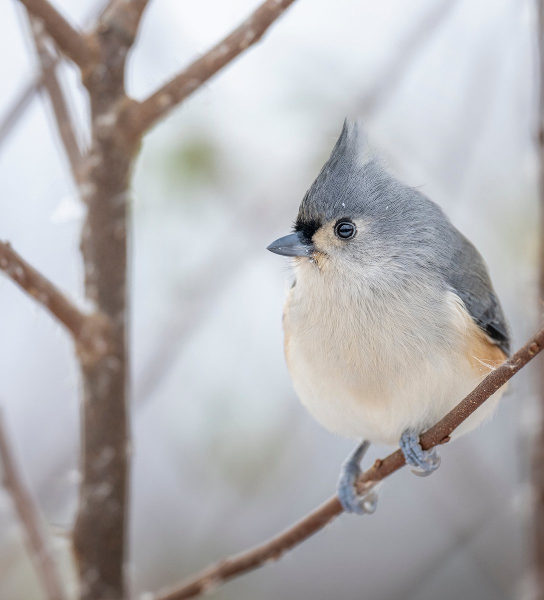 Round on the bottom, pointy on the top. Perfect. (Tufted Titmouse)
