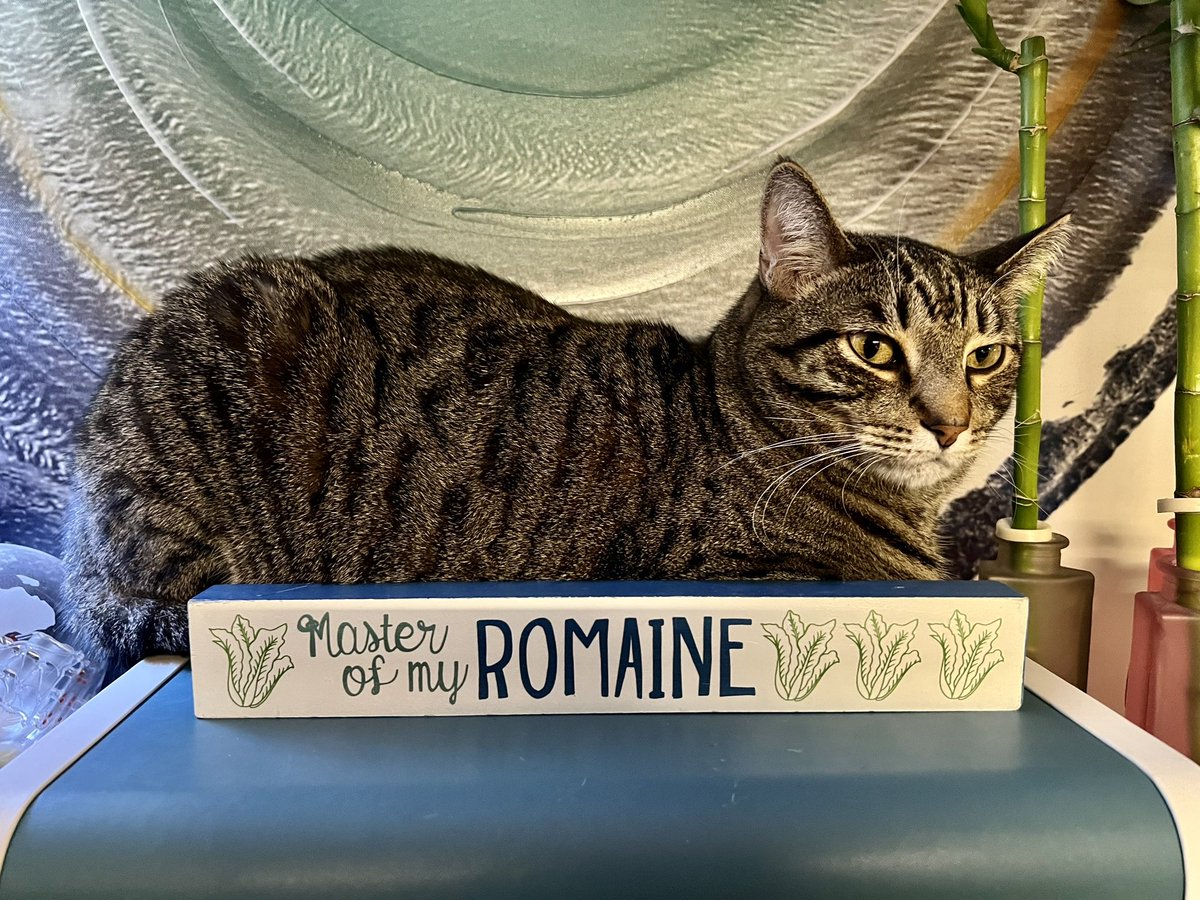 Lettuce Breeding UF tweet media