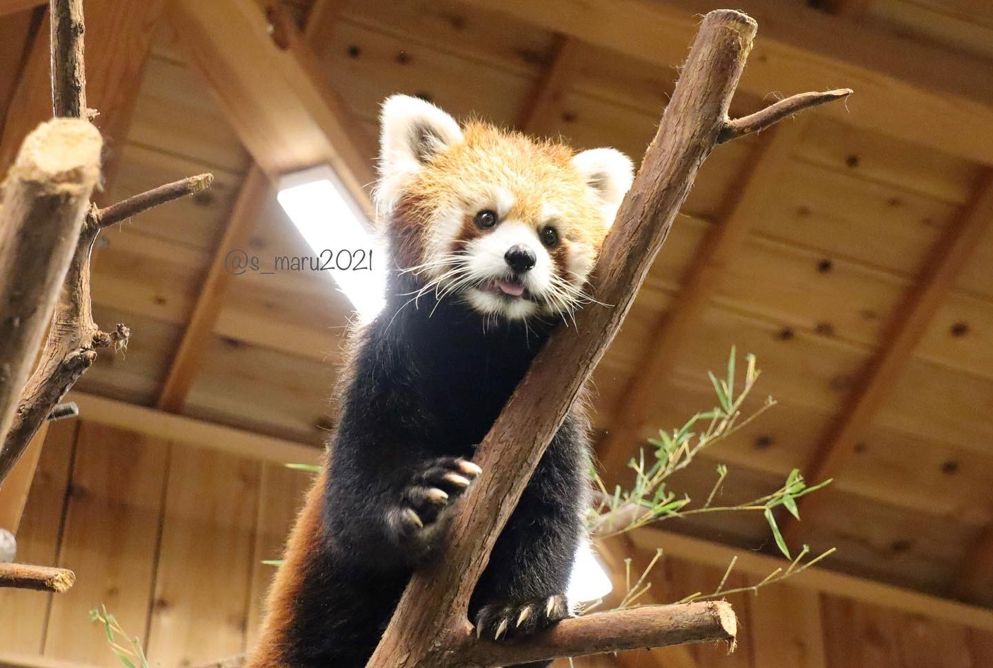 癒し動物 Twitter Search Twitter