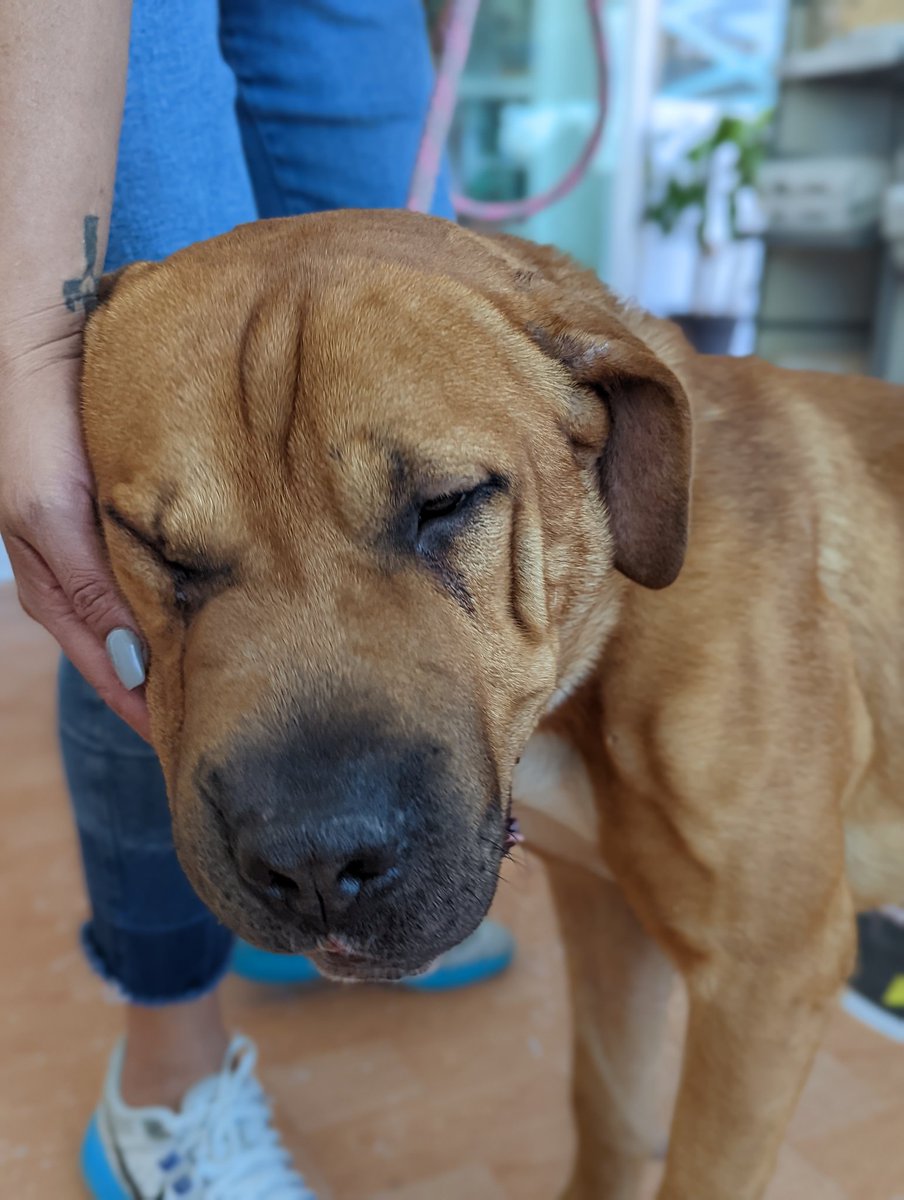 Estoy preocupada porque no encuentro adoptante para Steve.
Ayer cumplió un mes en pensión y ya tiene protocolo completo.
Pasen buenas vibras para subir la moral y seguir adelante.
Informes:  2223508448