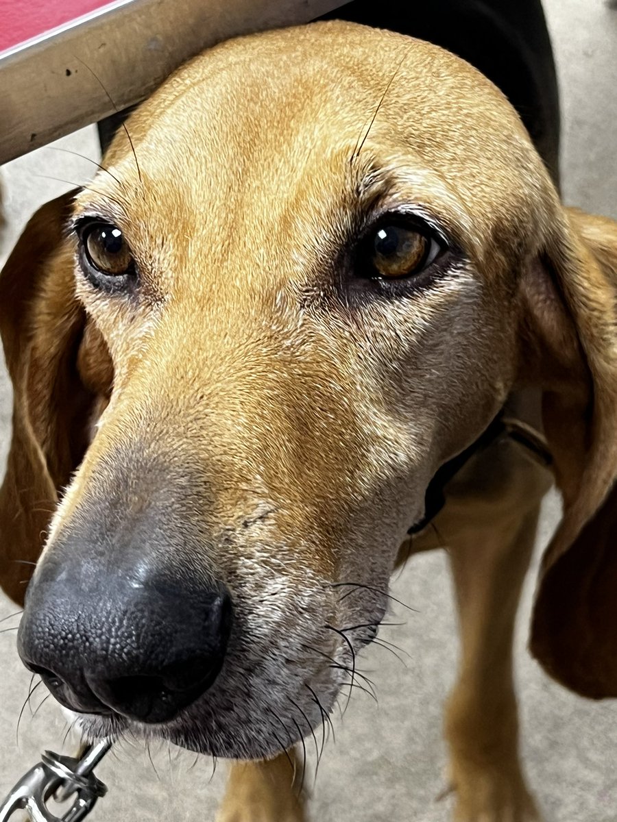 HANDSS_Group's tweet photo. Excited to welcome 6 delightful dogs @TherapetC @CanineConcern to HANDSS this week.  From afar they came with their humans to spend two hours with us.  Anxious children were less anxious afterwards &amp; we benefited from the calming nature of these “adorable, friendly, woof woofs”! https://t.co/JUvgCbCiQ6
