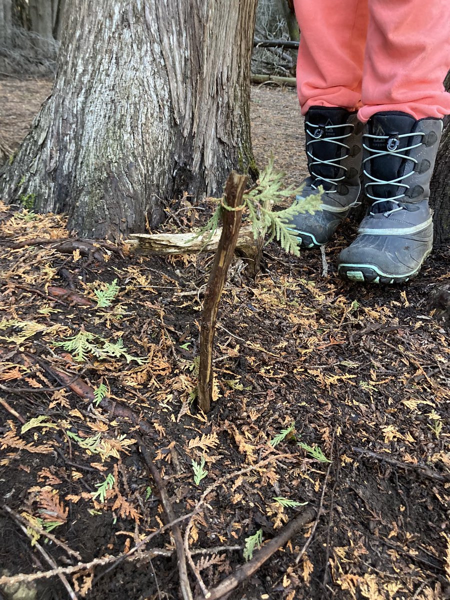 Another fabulous forest walk for grace 4s. Lots of highlights, “This is so cool” being one of them. Finding cedar, root stick people and making flags were others. Learning from the land. <a href="/ShingwakonsPS/">Shingwàkons Public School</a> <a href="/ocdsb/">OCDSB</a> <a href="/kylmorrisonedu/">kylmorrison</a>