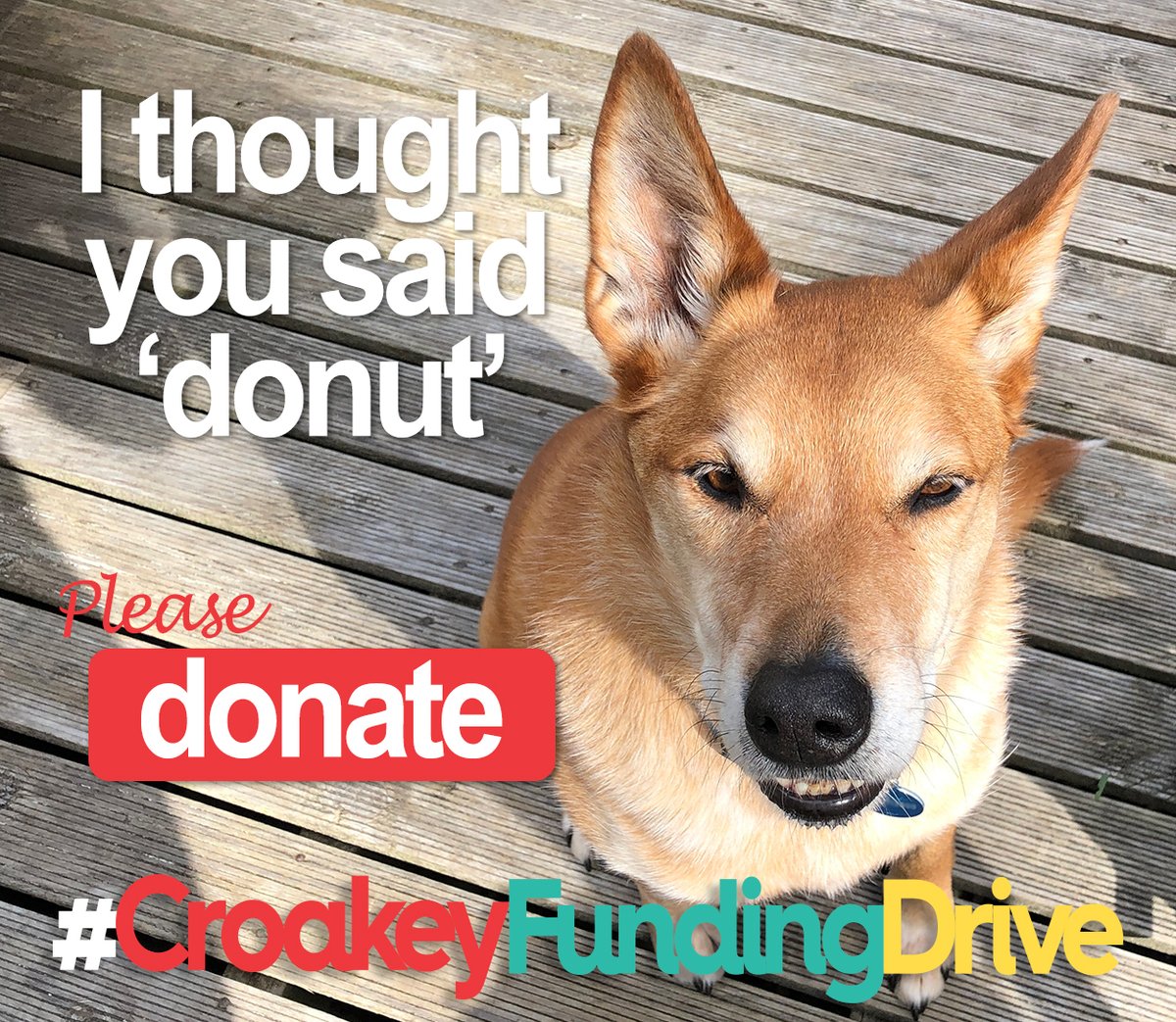 CroakeyNews's tweet photo. It's not too late to 'donate' to the #CroakeyFundingDrive. The #PetsOfCroakey salute you. https://t.co/ou35qEhCOT https://t.co/KFJCOA8vCx