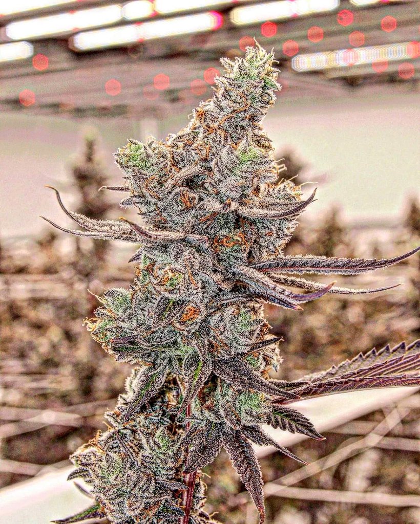 madcanna's tweet photo. Smell-a-vision #Mmemberville 📸 https://t.co/eNtBbztbDi