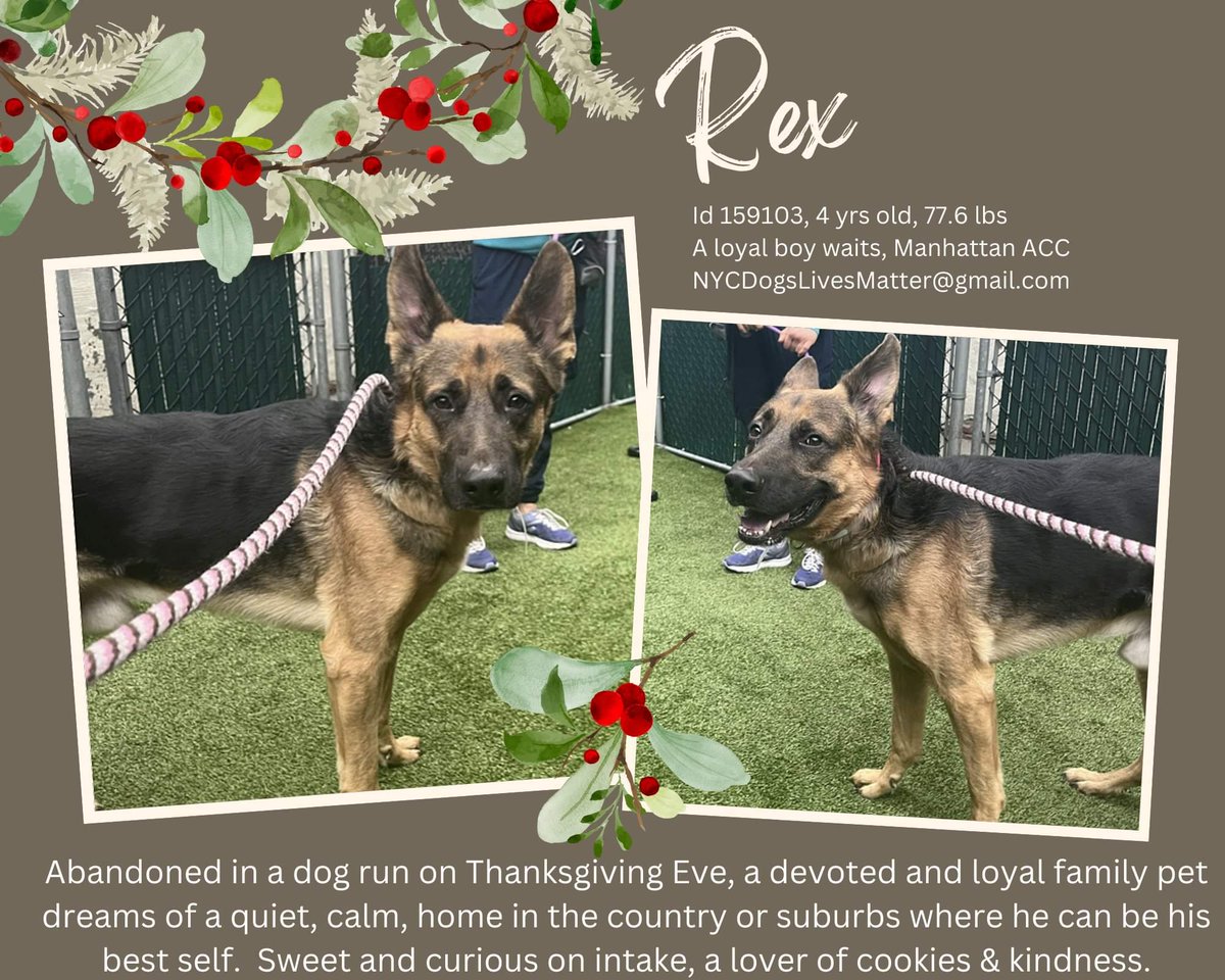 MyBoxerLuvMac1's tweet photo. 💔Rex💔
#NYCACC #159103 4y
▪️To Be Killed: 12/10💉
Gorgeous German Shepherd, abandoned, underweight, @ dog run the night b 4 Thanksgiving! Of course loyal, devoted boy's💔, confused + stressed! 
Needs loving, N.East #Foster, 4 security, good food + TLC. 
Pls #pledge 4 #ResQ
💞Rex https://t.co/MvpruXAnn0