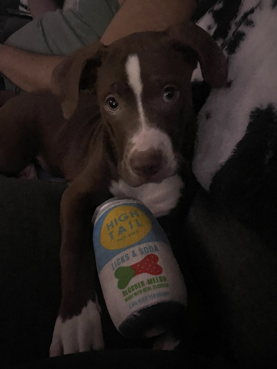 Colez1986's tweet photo. Meet Marlo #Puppies #Toys #DogToys #Pitbulls #PitPup #HighNoon @highnoonsunsips https://t.co/kClPrWVdxB