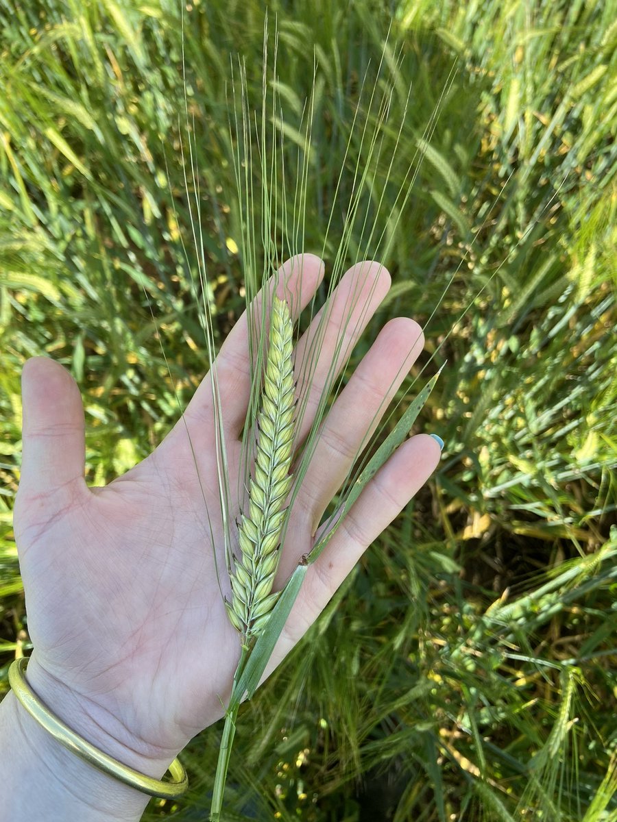 charleton_glenn's tweet photo. From start to finish it’s been a great season back in the #wintercropping space all be it challenging with disease and weather there has been plenty of learnings to take into 2023. https://t.co/ECn364alrt