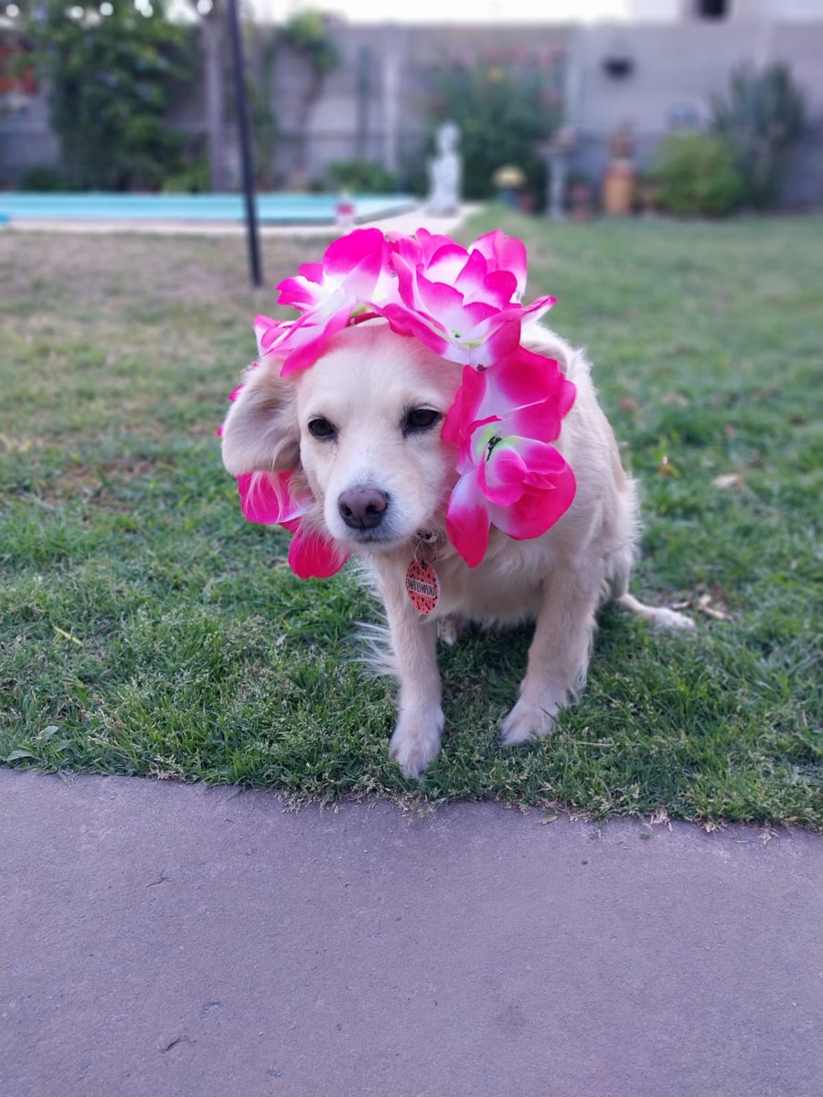 Te amo almendra perdoname