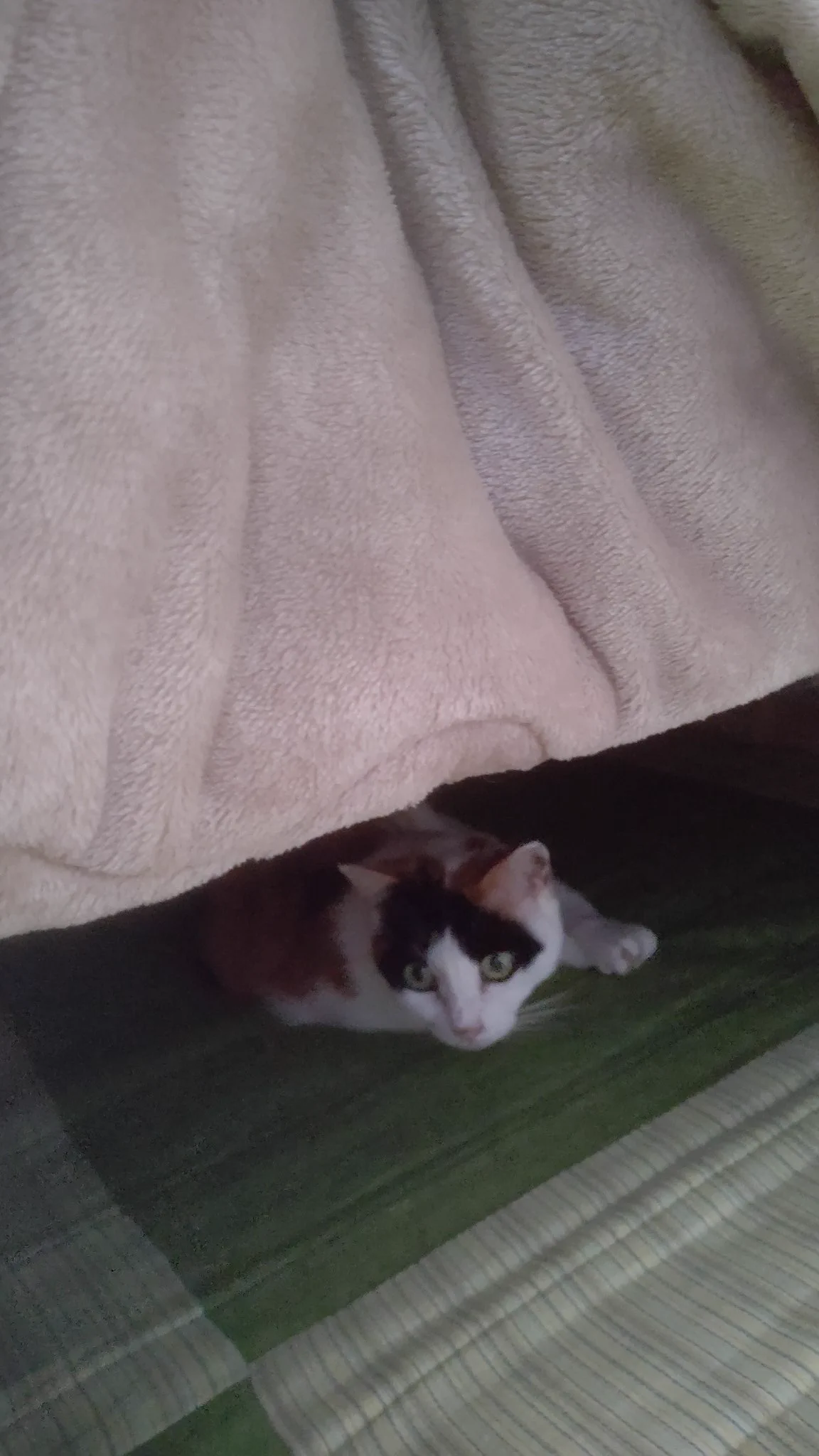 @kyuryuZ うちはホットカーペットの上に
こたつ置いてます。飼い主もねこもダメになってますよ 