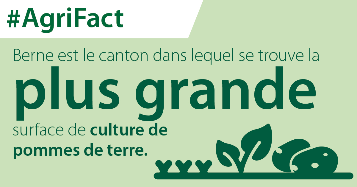 fenaco's tweet image. 3700 hectares sont consacrés à la culture de la pomme de terre dans le canton de Berne. Ce qui représente un peu plus du tiers de la surface nationale consacrée aux pommes de terre. 
#pommesdeterres #patates #fenaco #agrifact #agricole #surface #cultivation #cultiver #agriculture