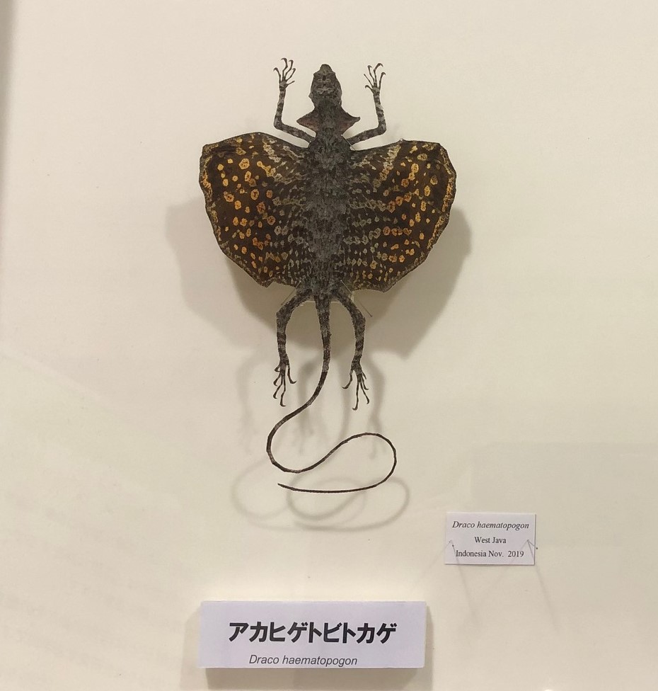 店長大暴走!クリアランスSALE ジャワトビトカゲ キーホルダー ジャワ