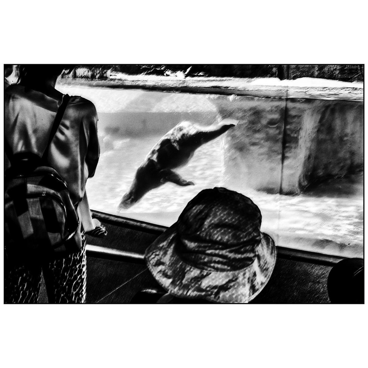 A child watches the world’s only tropical polar bear. Singapore zoo.

#polarbear #singaporezoo #singapore #conservation #streetsaustralia #HCSC_street #streetmoment #aussiestreetphotography #street_avengers #streetshooter #aussiestreet22 #streetsacademy #ihsp #spjstreets #streett