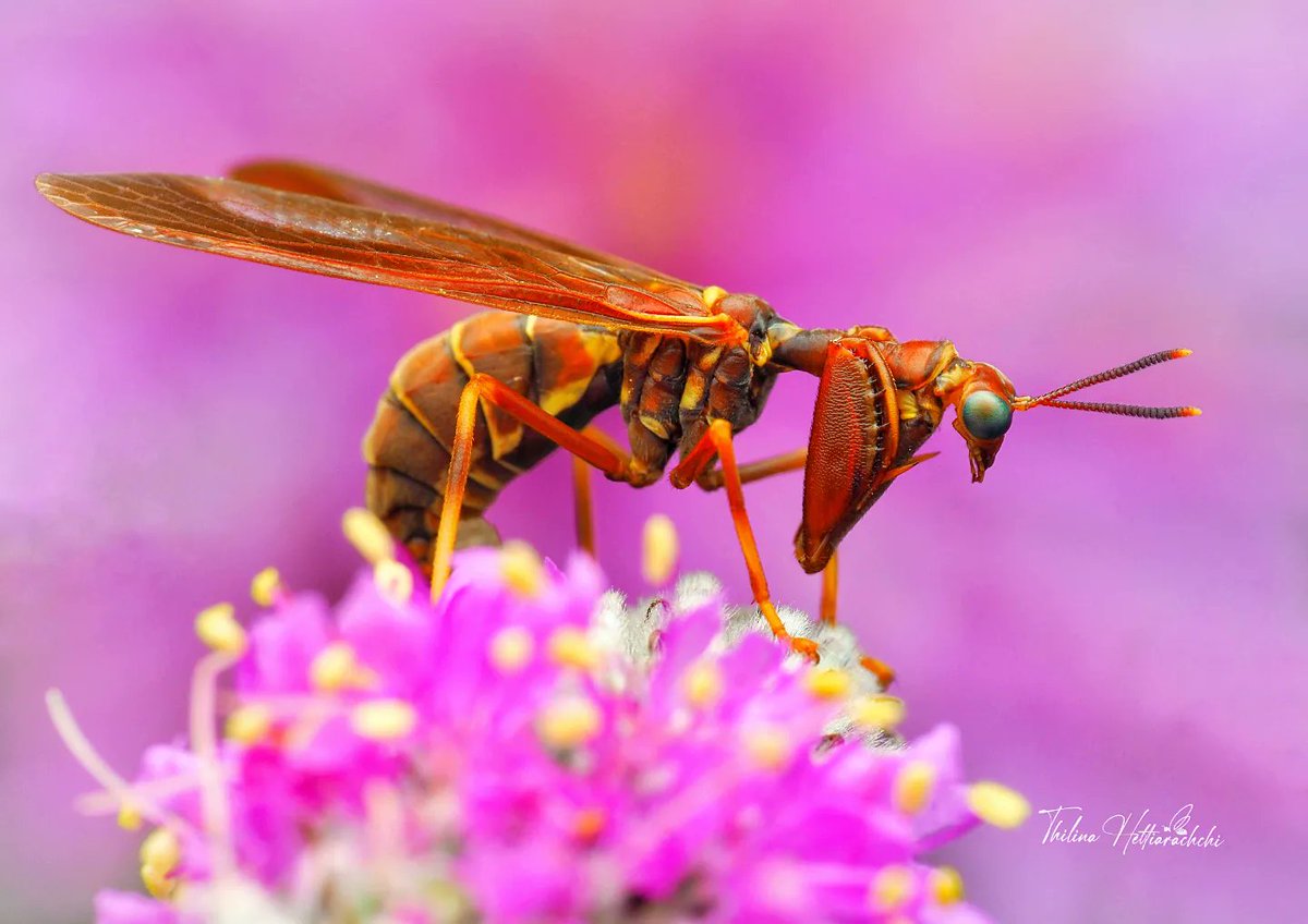 ThilinaHA's tweet image. Sharing with you the most favourite finding of the previous summer. This charismatic creature is Brown Wasp #Mantidfly (𝘊𝘭𝘪𝘮𝘢𝘤𝘪𝘦𝘭𝘭𝘢 𝘣𝘳𝘶𝘯𝘯𝘦𝘢). It's mimicking the paper wasps (𝘗𝘰𝘭𝘪𝘴𝘵𝘦𝘴 sp.). See how beautiful it is. 

Municipality of Bifrost, #Manitoba 🇨🇦