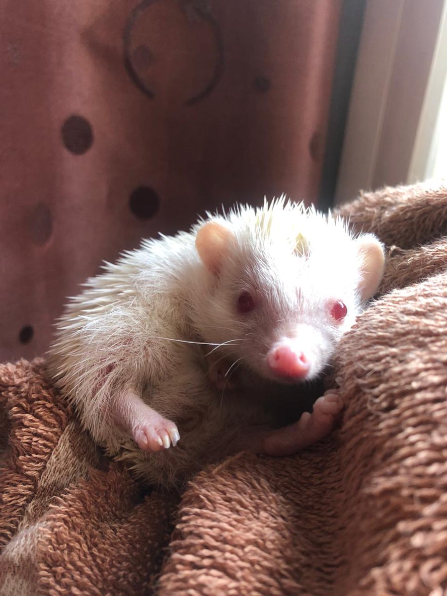 auldaaa's tweet photo. Hai guys, aku lagi open adopt landak mini nih, yang minat atau mau nanya" bisa dm yah, kalau deket bisa di anter atau cod juga bisa, maaciww
#zonauang #zonajajan #landakmini #hedgedog #landakminisoobin https://t.co/omFomaS6aL