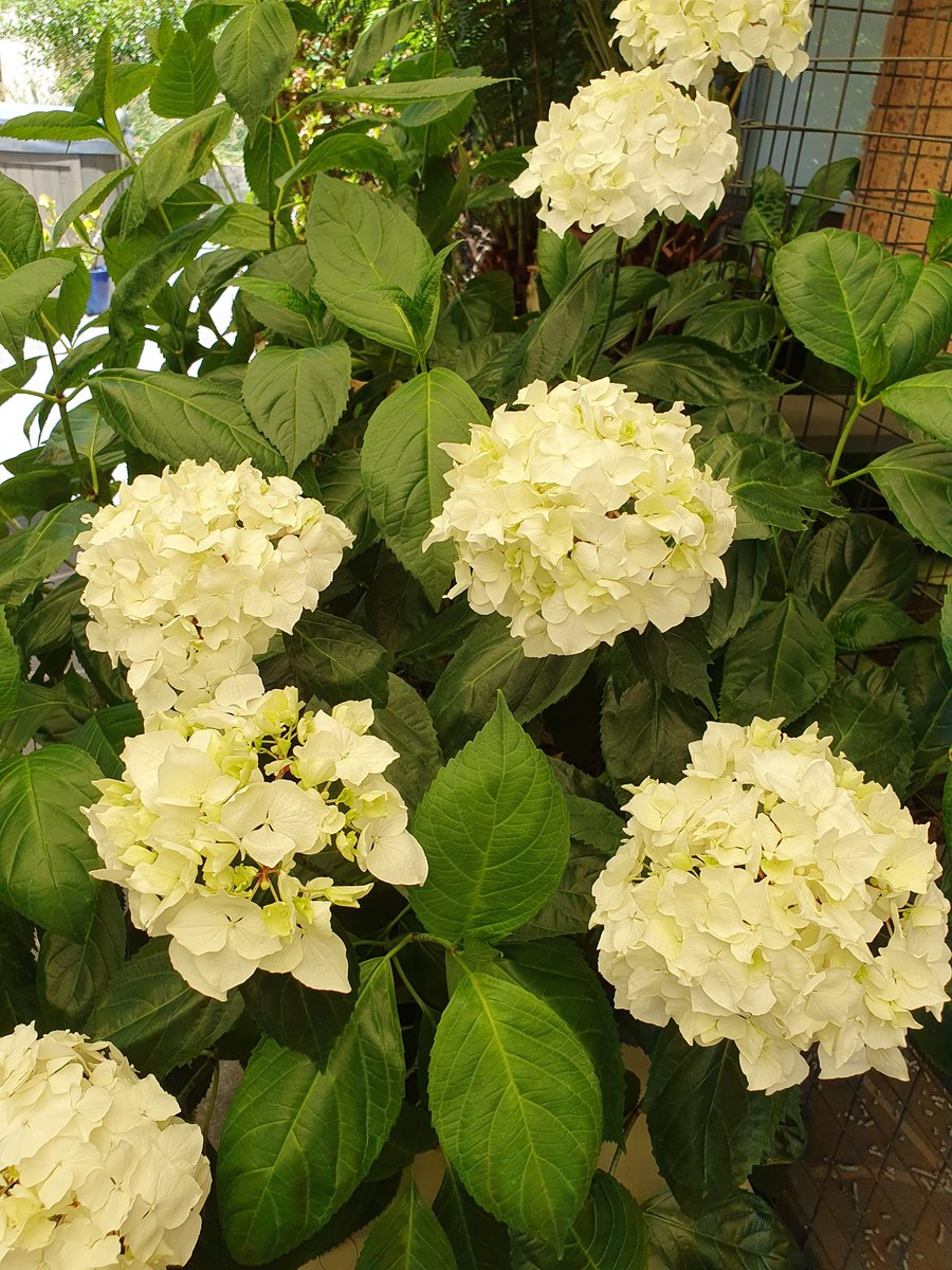 Kermie 🇮🇷🇵🇸🇱🇧 tweet media