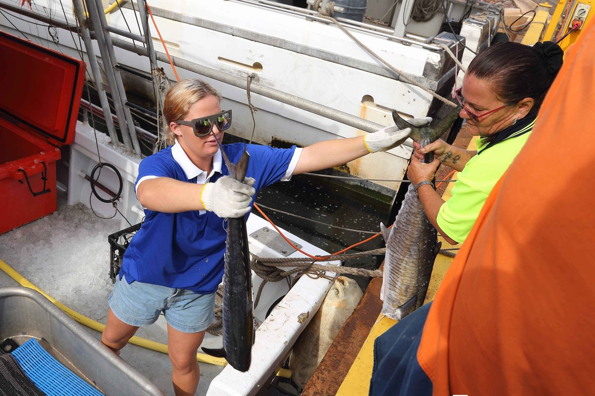 NEW PhD OPPORTUNITY! Interested in women in fisheries? Check out this new project from A/Prof. Natasha Stacey: 'Women in the Seafood Industry of the Northern Territory: Participation, Contribution and Workforce Retention' Click here! cdu.edu.au/riel/connect/c…