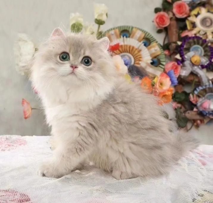 Gang3Y's tweet photo. 1匹以上の子猫の前で真顔を保つことは不可能です。
＃ 猫 ＃ 可愛い ＃猫の赤ちゃん
#ワインガール #思い出 https://t.co/t8EEuUY8FV