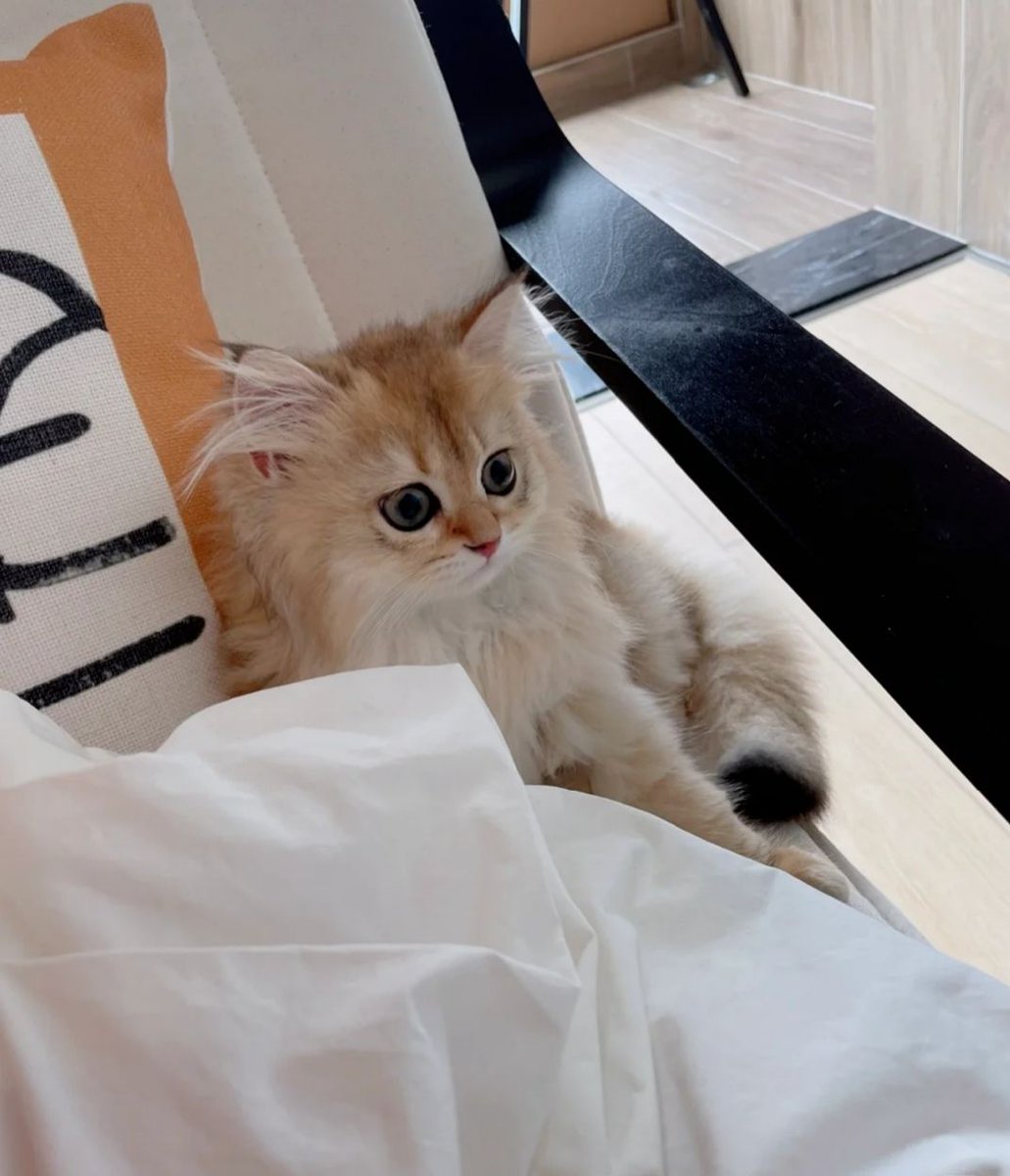 Gang3Y's tweet photo. 1匹以上の子猫の前で真顔を保つことは不可能です。
＃ 猫 ＃ 可愛い ＃猫の赤ちゃん
#ワインガール #思い出 https://t.co/t8EEuUY8FV