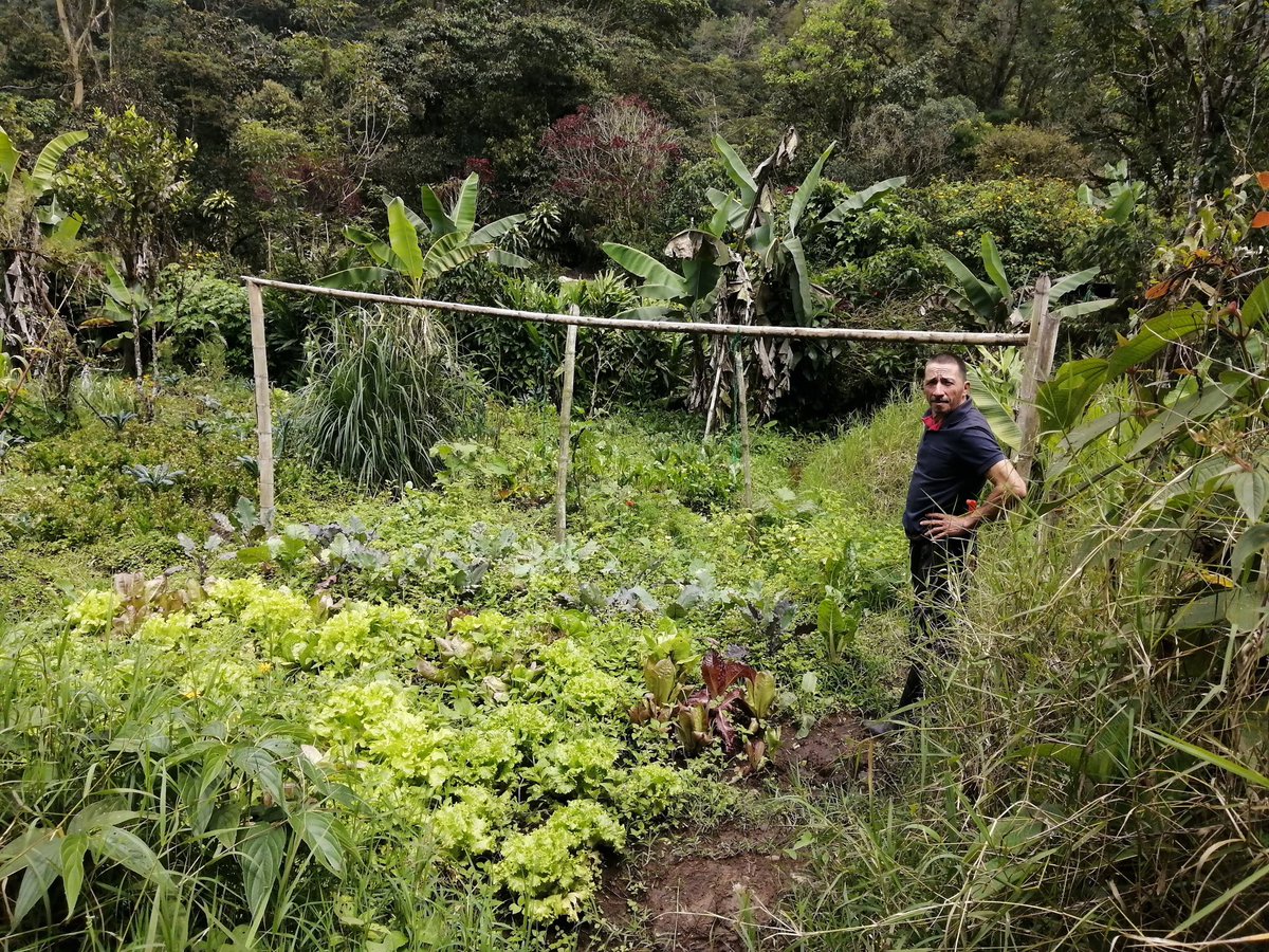MasbosquesCol's tweet photo. En San Juan, Risaralda🌱Luis Genaro García y su familia, socios #Banco2, custodian semillas y son referentes en la zona como agricultores cuidadores de bosque🌳sus productos son orgánicos y comercializados en mercados agroecológicos en la ciudad de Pereira.| @CarderRisaralda https://t.co/ljGHTe719o
