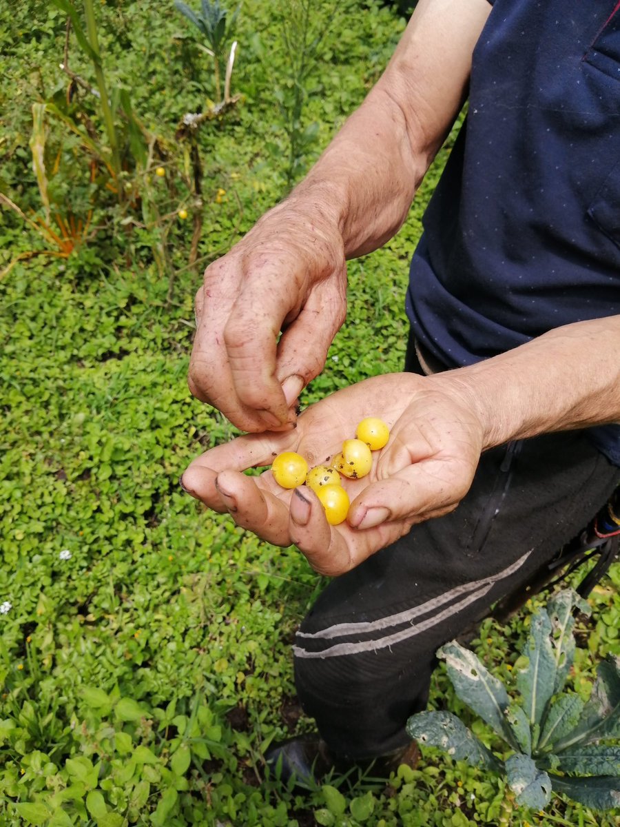 MasbosquesCol's tweet photo. En San Juan, Risaralda🌱Luis Genaro García y su familia, socios #Banco2, custodian semillas y son referentes en la zona como agricultores cuidadores de bosque🌳sus productos son orgánicos y comercializados en mercados agroecológicos en la ciudad de Pereira.| @CarderRisaralda https://t.co/ljGHTe719o