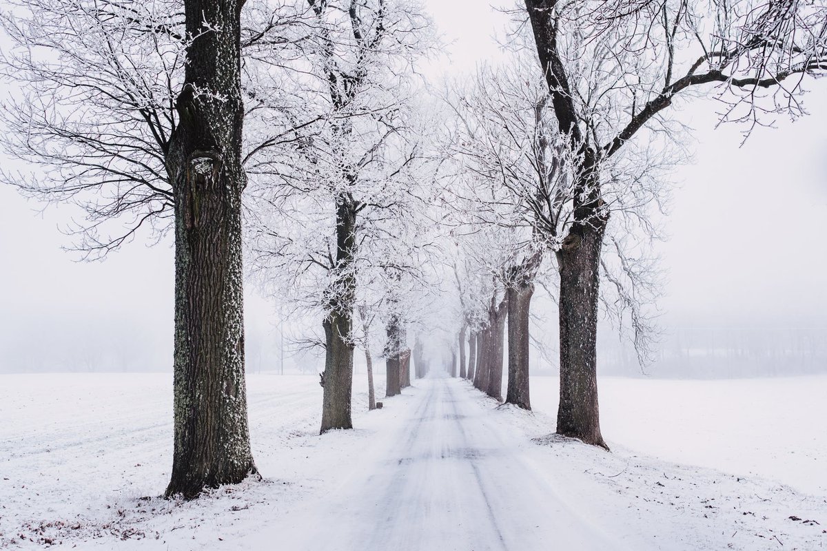 Frigid, Structured White-Out Landscape #coldweather #snow #Drive #Alabama #WinterOnTheFarm #WINTER #landscapephotography #landscape   i89