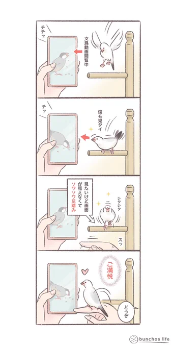 スマホの画面が見たくてソワソワする文鳥が可愛い
#文鳥 
#bunchoslife 
#4コマ漫画 