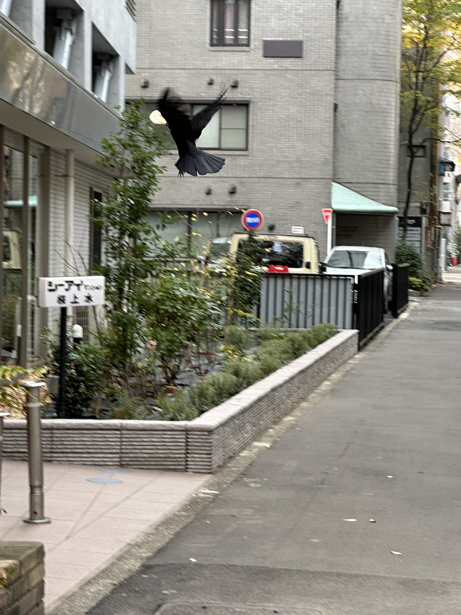 toppariccha's tweet photo. マヨチュチュ https://t.co/PlZKEorFbT