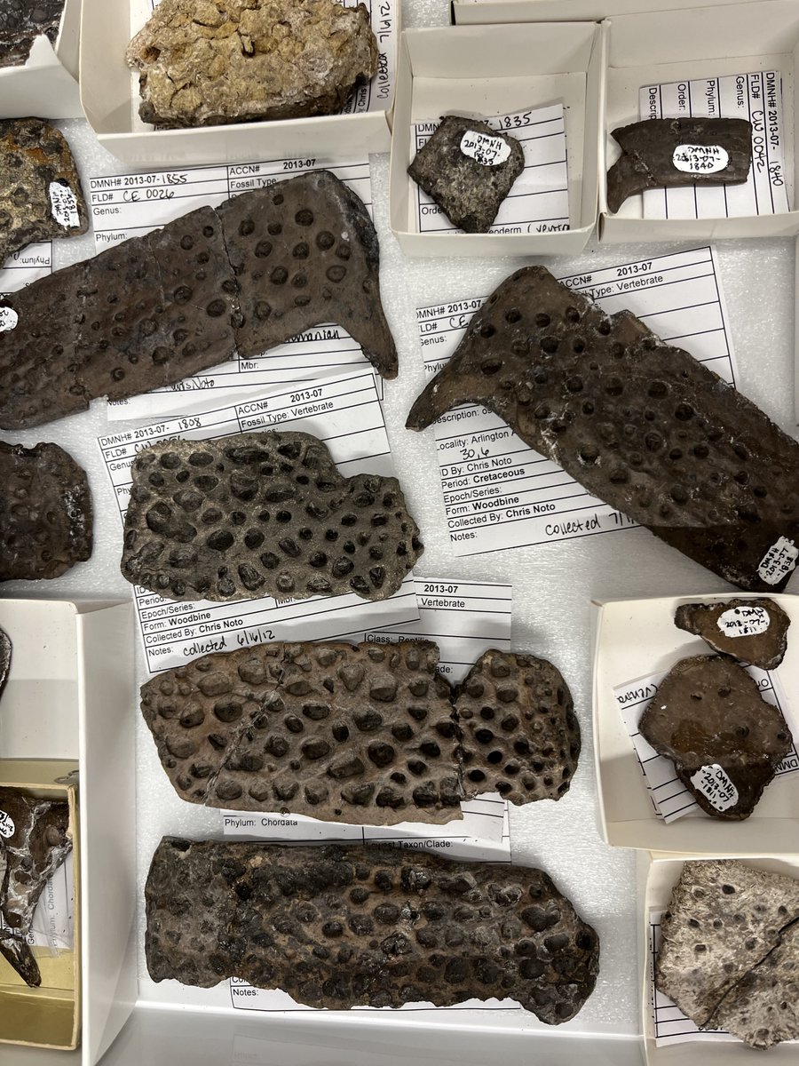 Paleo_Tykoski's tweet photo. There's just something cool, almost mesmerizing, about the look of croc #osteoderms. These are just a few from a site in Arlington, Texas. About 95 million years old - give or take 1/2 million years. #FossilFriday #paleontology #fossils @PerotMuseum #crocodiles https://t.co/nWu4BTek6z