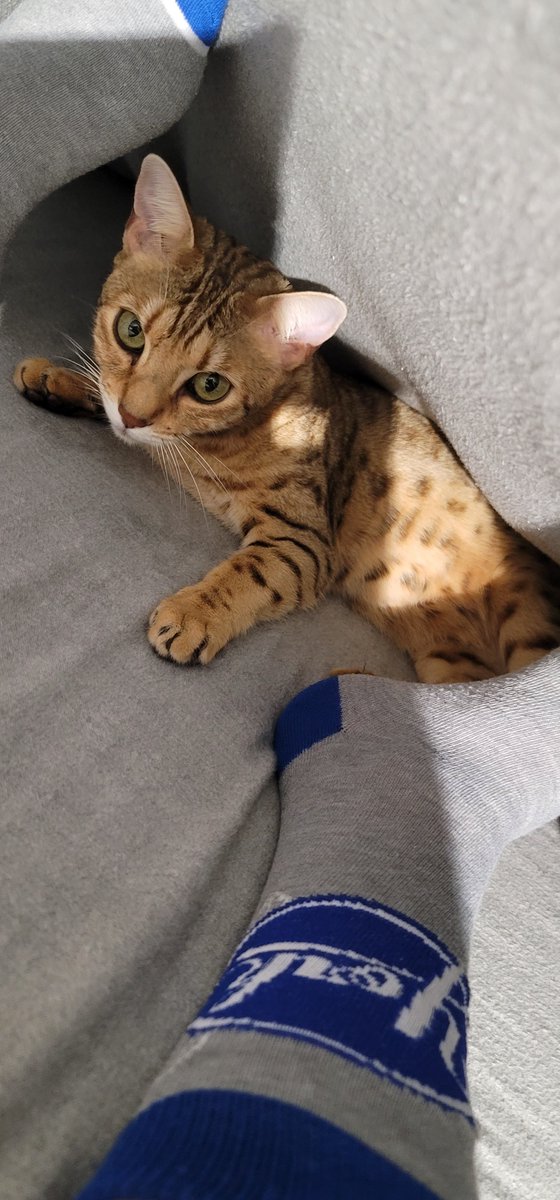 Stonz_camp's tweet photo. Meownight โค๏ธ Den time. #Friday tomorrow & the weekend is here!
I hope everyone enjoyed their day.
So until tomorrow, be safe, sleep, and meow well ๐๐ป๐
#CatsOfTwitter #cats #bengalcat #meowpositive2022 https://t.co/vy53vPZ8Ux